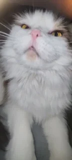 Стикер я хочу спать @sozdat_stikery_bot - 6