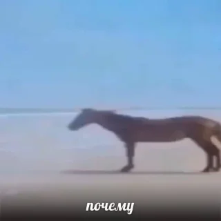 Стикер лошки @sozdat_stikery_bot - 9