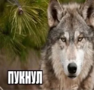 Стикер лошки @sozdat_stikery_bot - 11