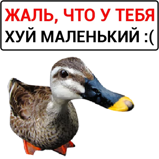 animal aquatic bird bird