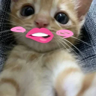 Sticker КЛАН КОТИКОВ @sozdat_stikery_bot - 8