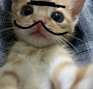 Sticker КЛАН КОТИКОВ @sozdat_stikery_bot - 4