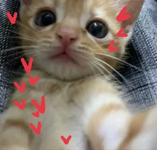 Sticker КЛАН КОТИКОВ @sozdat_stikery_bot - 1