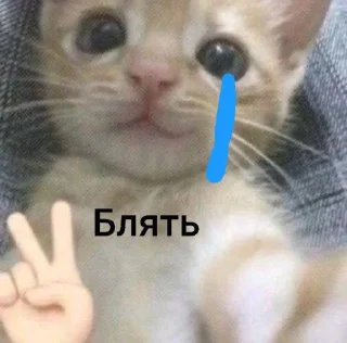 Sticker КЛАН КОТИКОВ @sozdat_stikery_bot - 2