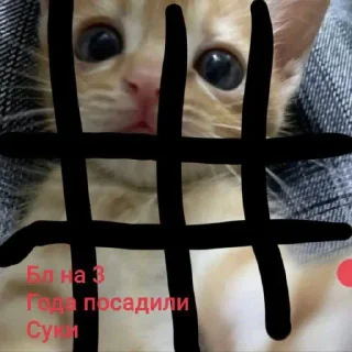 Sticker КЛАН КОТИКОВ @sozdat_stikery_bot - 9