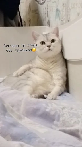 Стикер s1c5818c23e535d5baa2d9fa0dacb9701_by_sozdat_stikery_bot - 1