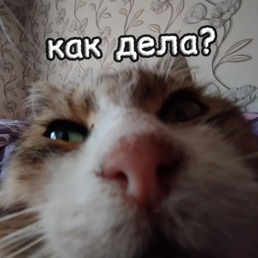 Sticker s1sipopa - 1