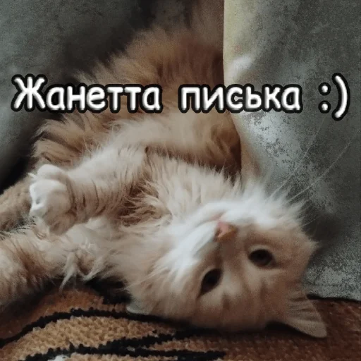 Sticker s1sipopa - 1