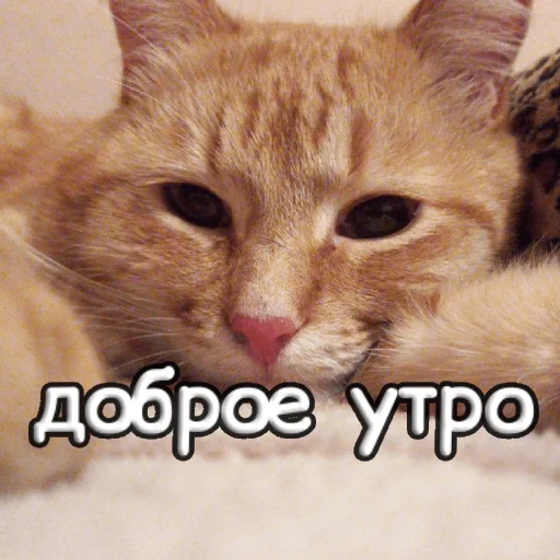 Sticker s1sipopa - 1