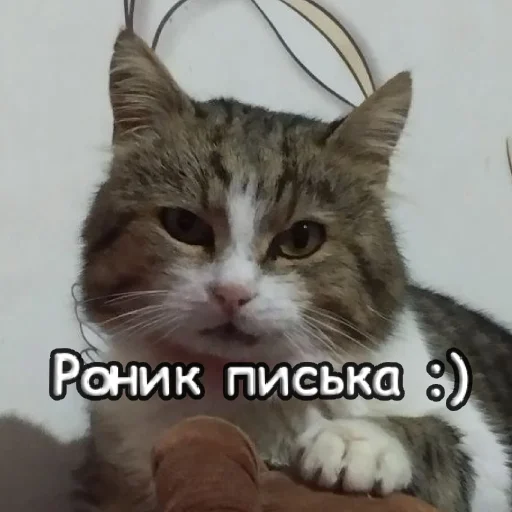 Sticker s1sipopa - 1