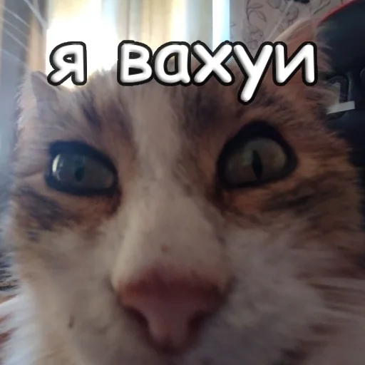 Sticker s1sipopa - 1