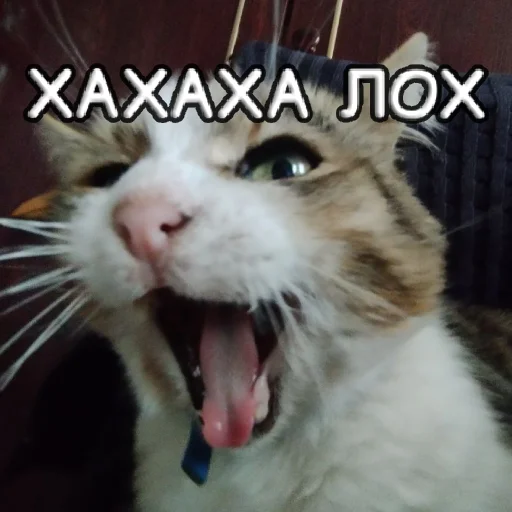 Стикер s1sipopa - 1