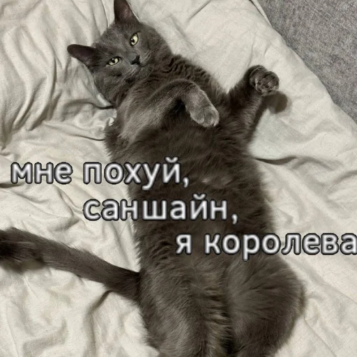 Sticker s1sipopa - 1