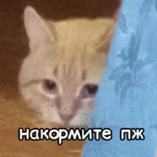 Sticker пушистые чмоники :D - 1