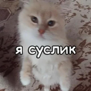 Sticker пушистые чмоники :D - 8