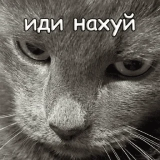 Sticker пушистые чмоники :D - 11