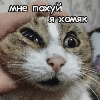 Sticker пушистые чмоники :D - 7