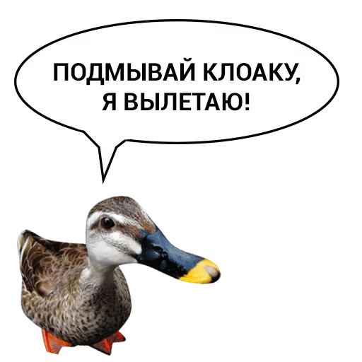 животное водная птица птица