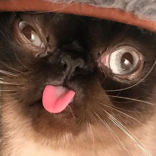 кошка животное млекопитающее