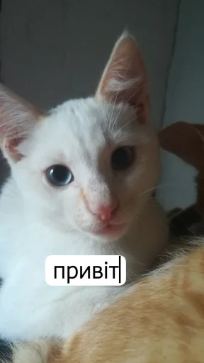 Tummax @sozdat_stikery_bot - 