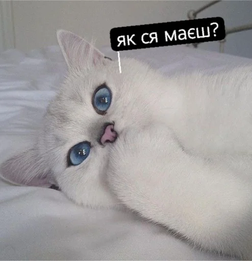 Sticker s222e7badb8035997aa21866297f40afb_by_sozdat_stikery_bot - 1