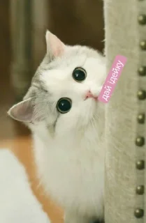 Стикер Tummax @sozdat_stikery_bot - 3