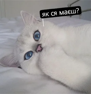 Стикер Tummax @sozdat_stikery_bot - 1