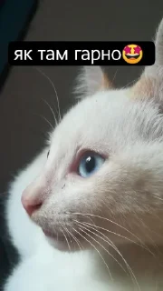 Стикер Tummax @sozdat_stikery_bot - 7