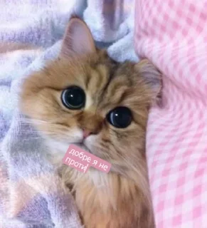 Стикер Tummax @sozdat_stikery_bot - 0