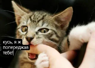 Стикер Tummax @sozdat_stikery_bot - 8