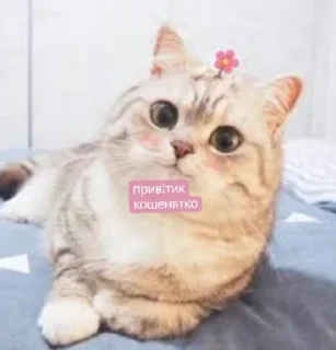 Стикер Tummax @sozdat_stikery_bot - 5