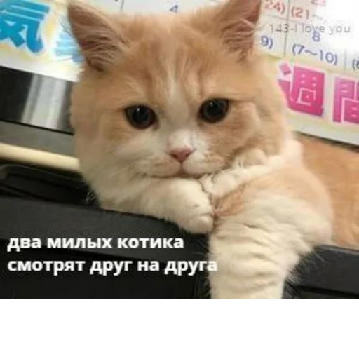 @StickerEdit_bot :: @StickerEdit - 