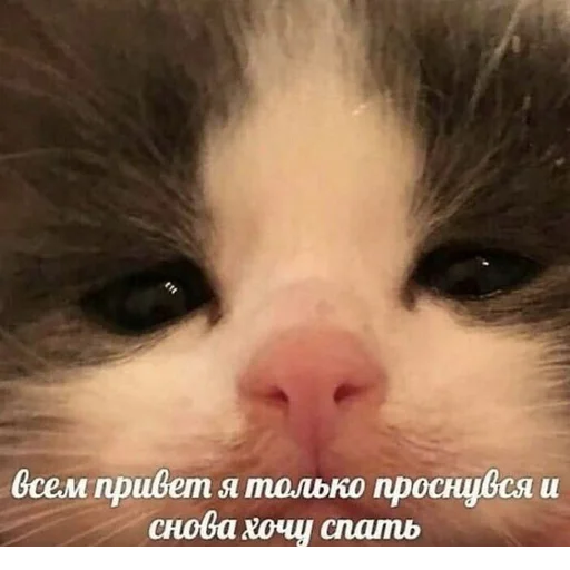 Стикер @StickerEdit_bot :: @StickerEdit - 8