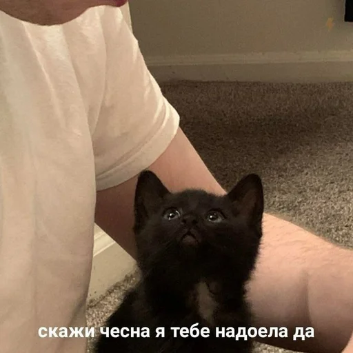 Стикер @StickerEdit_bot :: @StickerEdit - 5