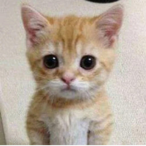 @StickerEdit_bot :: @StickerEdit - 