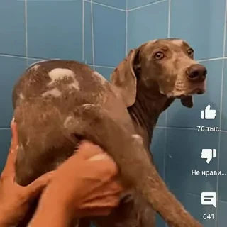 Стикер @StickerEdit_bot :: @StickerEdit - 1