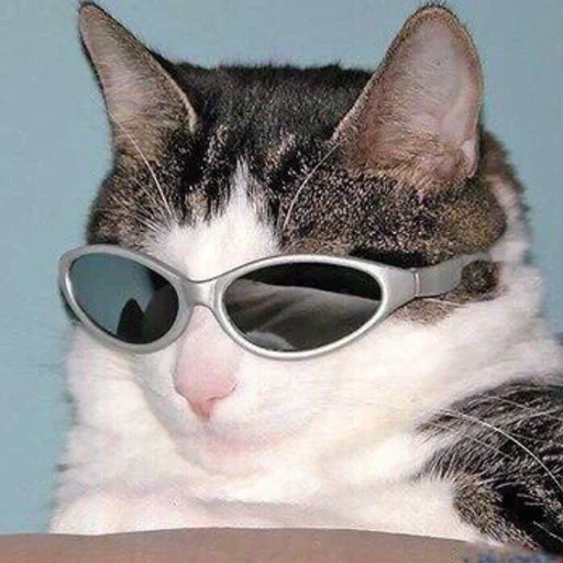 small to medium-sized cats whiskers felidae