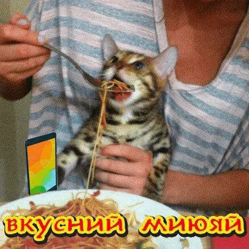 person felidae small to medium-sized cats