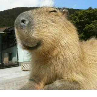 Sticker Создано в @StickerEdit_bot - 3