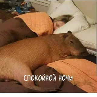 Sticker Создано в @StickerEdit_bot - 0