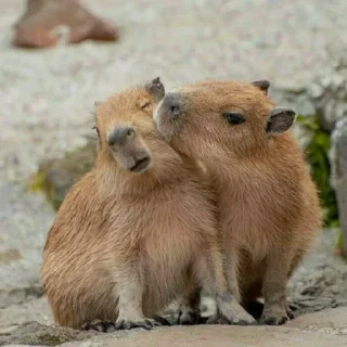 Sticker Создано в @StickerEdit_bot - 5