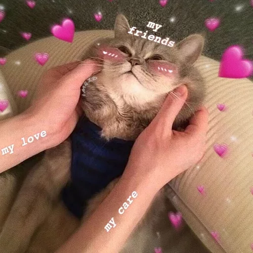 кошки малого и среднего размера Человек кошачьи