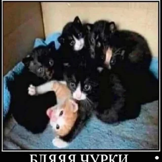 Sticker @StickerEdit_bot :: @StickerEdit - 7