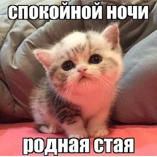 Sticker @StickerEdit_bot :: @StickerEdit - 11