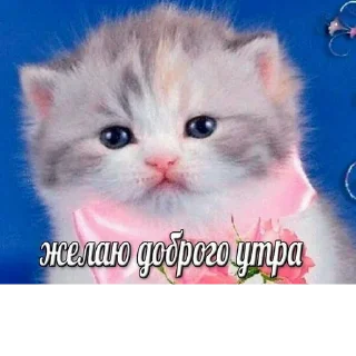 Sticker @StickerEdit_bot :: @StickerEdit - 3