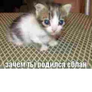 Sticker @StickerEdit_bot :: @StickerEdit - 0