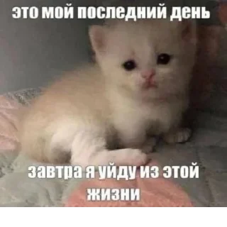 Sticker @StickerEdit_bot :: @StickerEdit - 5