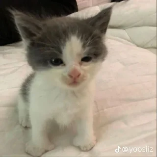 Стикер @StickerEdit_bot :: @StickerEdit - 6