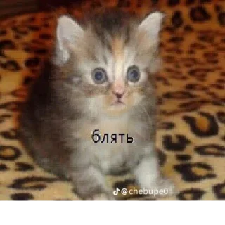 Стикер @StickerEdit_bot :: @StickerEdit - 5