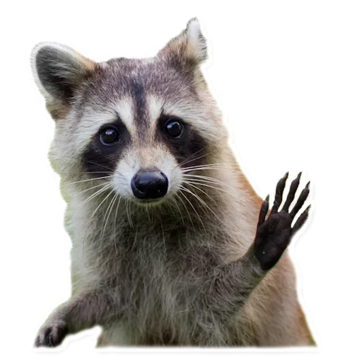animal mammal raccoon
